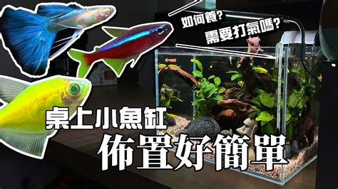 易養淡水魚|【新手養魚點揀好】金魚街老闆介紹 5種易養淡水觀賞魚